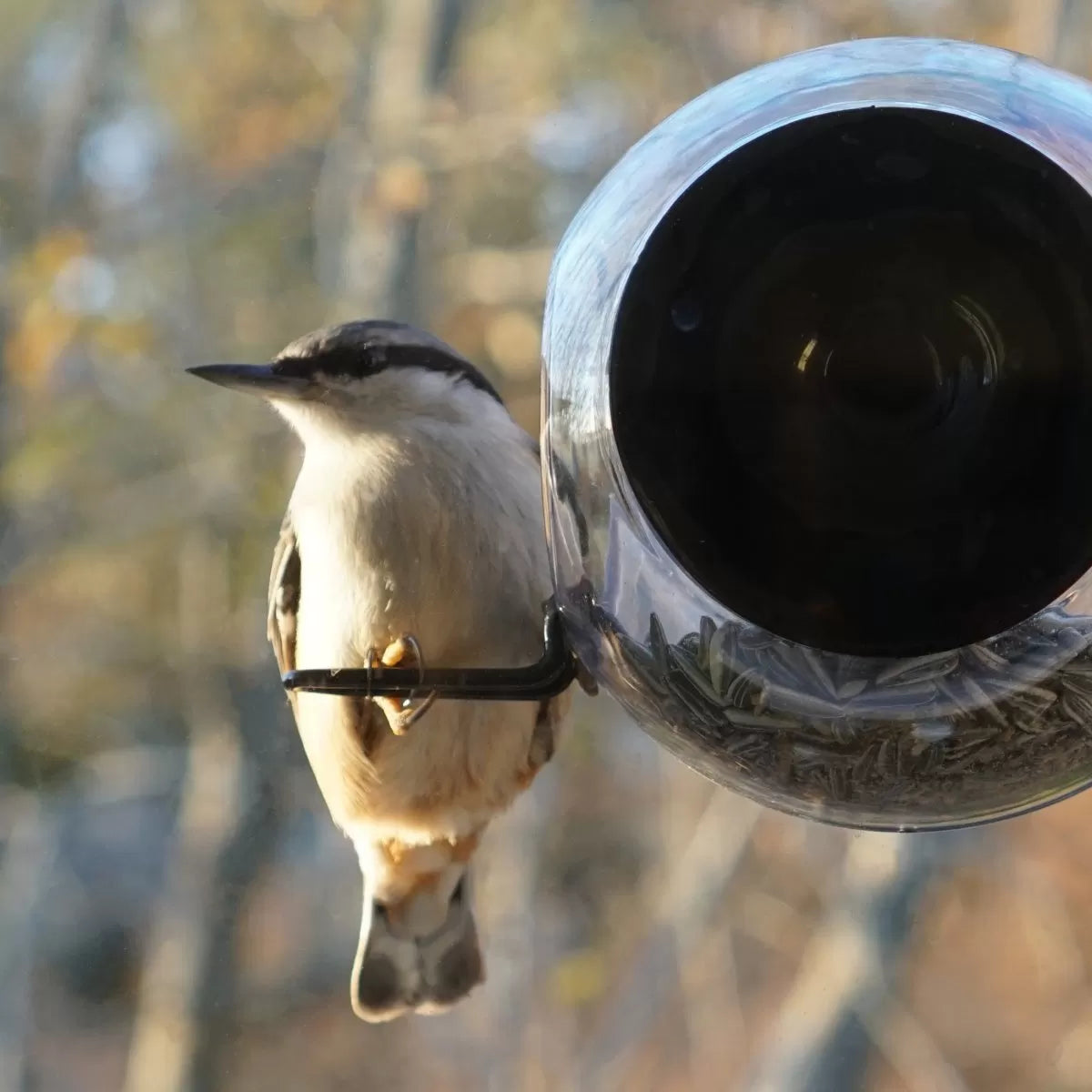 Born in Sweden Bird Feeder