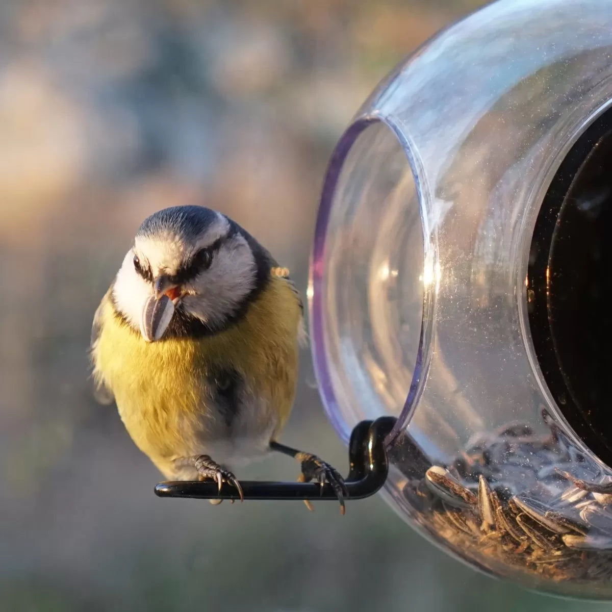 Born in Sweden Bird Feeder